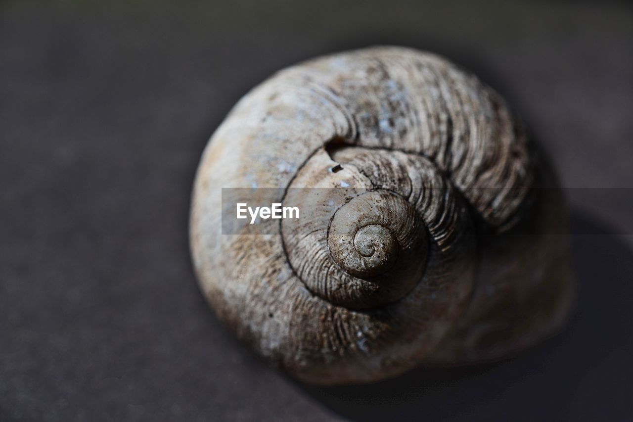 Close-up of snail