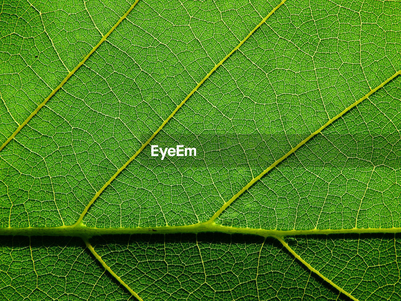 Closeup green leaf texture