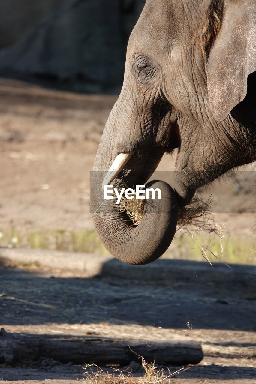 Close-up of elephant on field