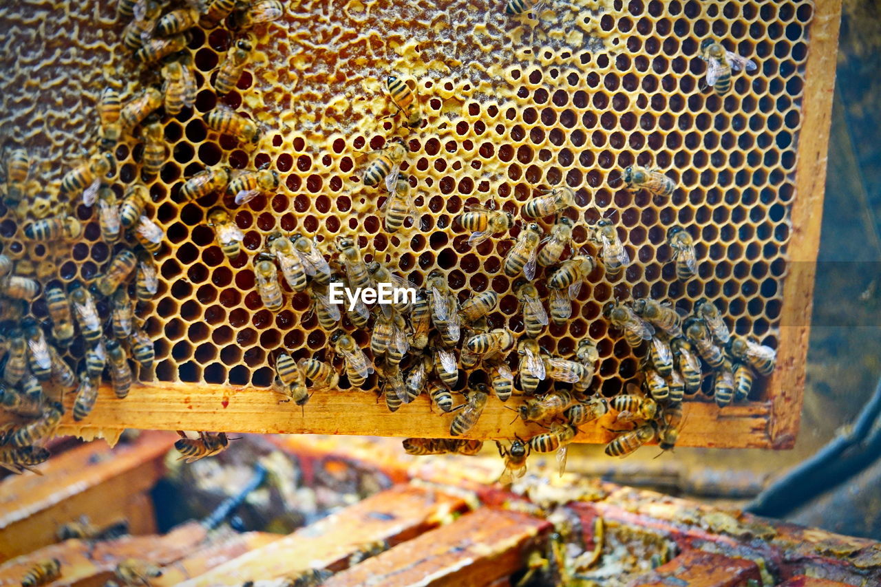 CLOSE-UP OF BEES ON A WALL