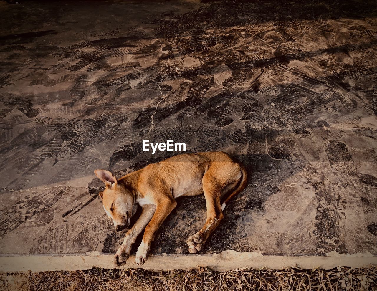 high angle view of dog walking on sand