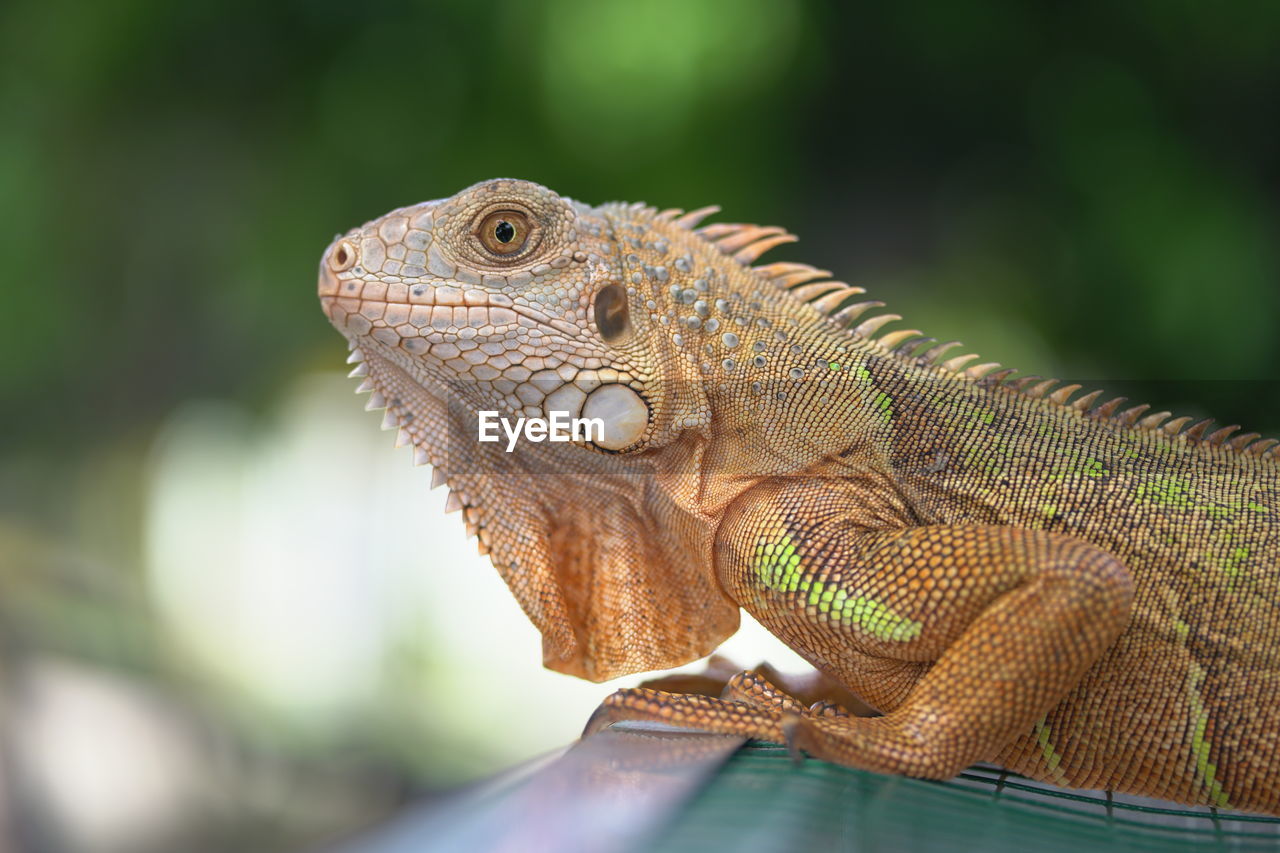 CLOSE-UP OF A LIZARD ON A BLURRED BACKGROUND