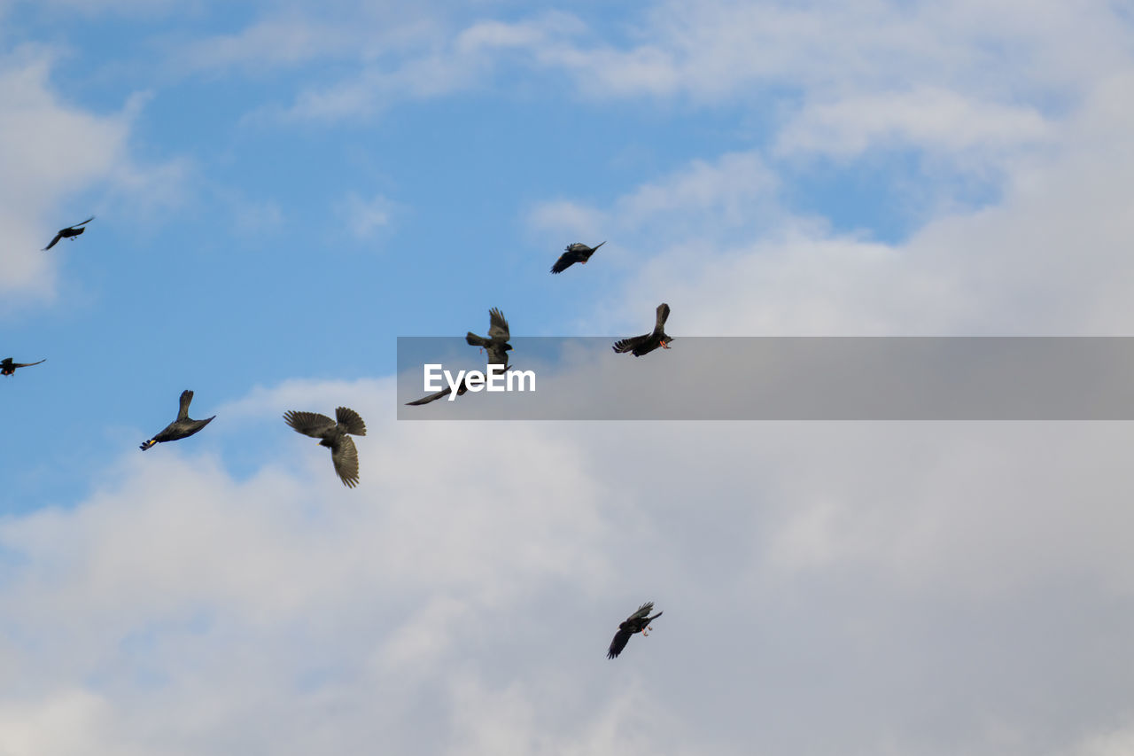 LOW ANGLE VIEW OF BIRDS FLYING AGAINST SKY