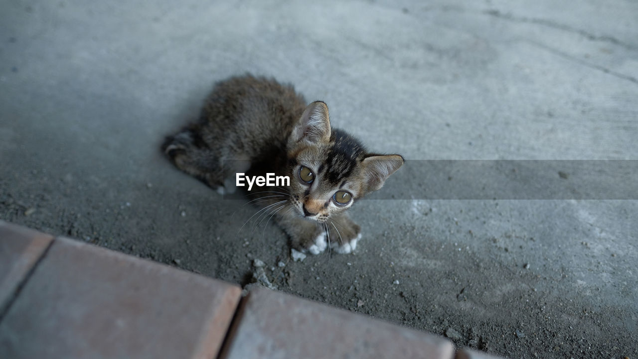 HIGH ANGLE VIEW OF A KITTEN