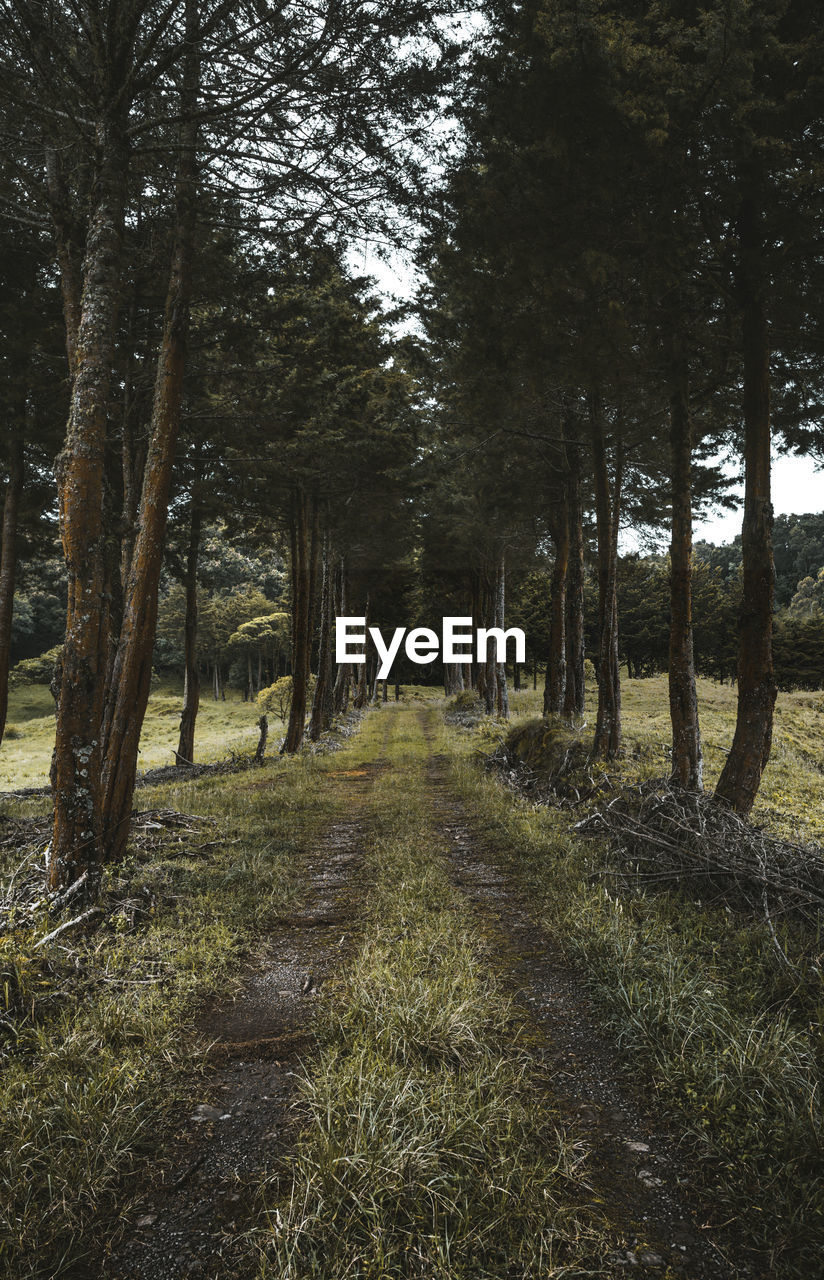 Trees growing in forest