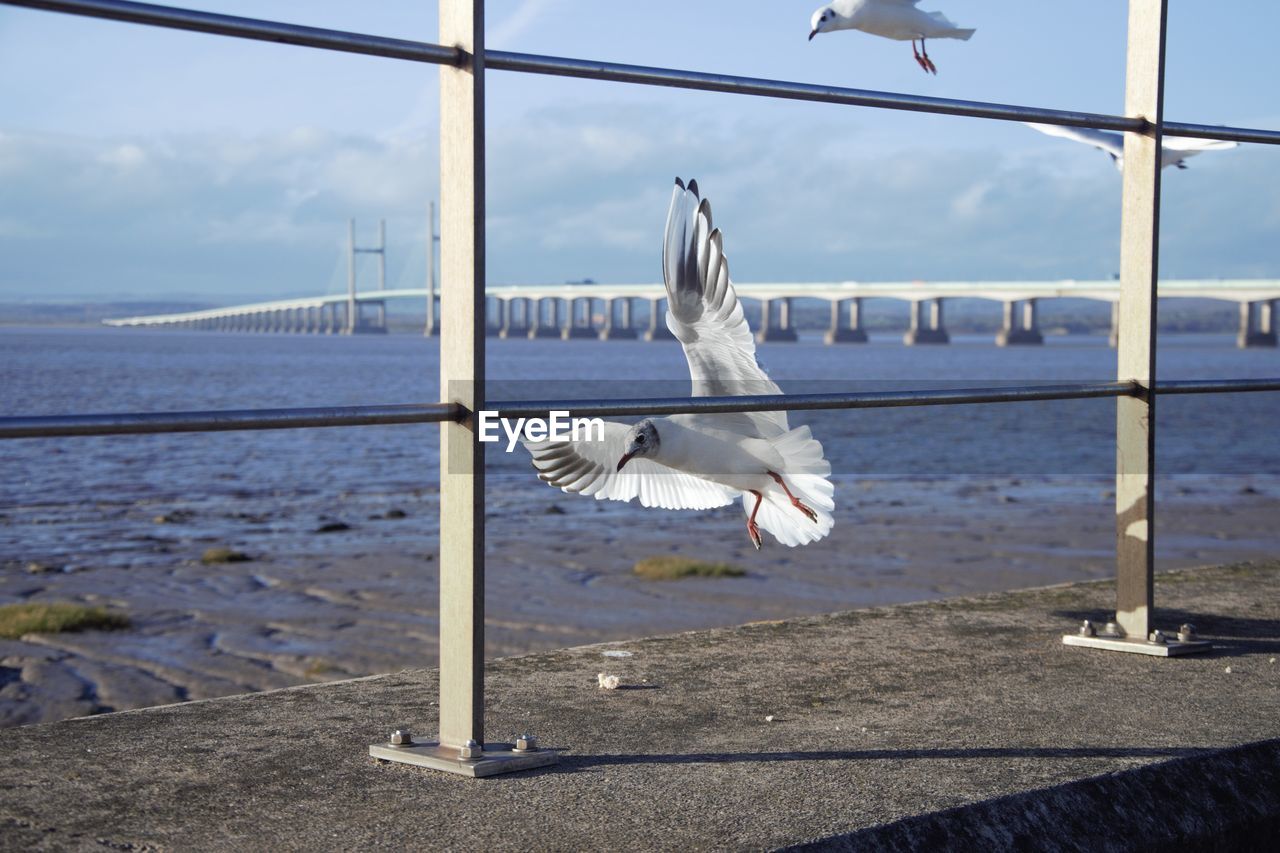 SEAGULLS FLYING OVER SEA