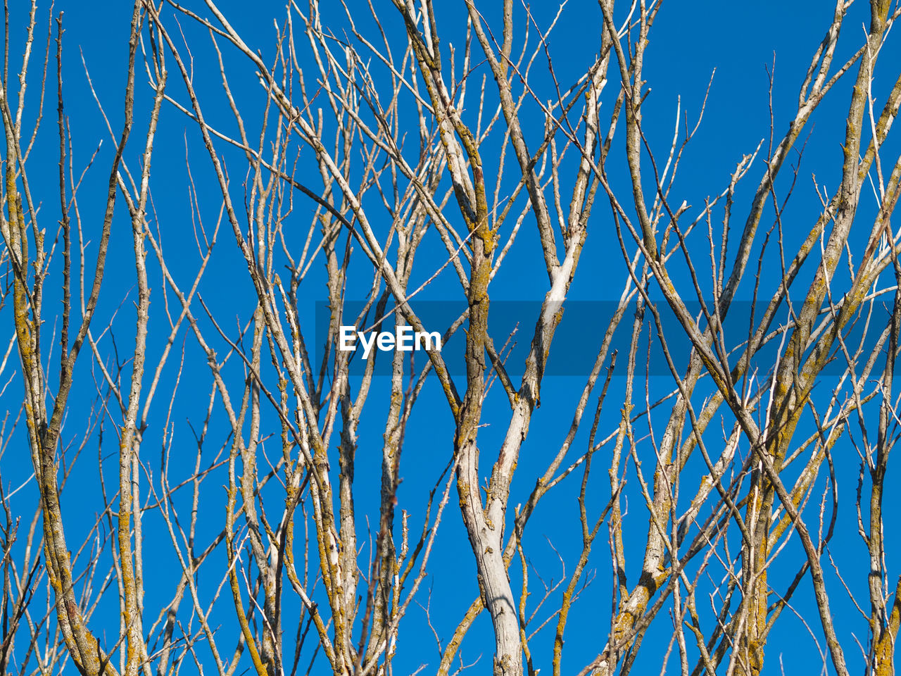 LOW ANGLE VIEW OF BARE TREE AGAINST BLUE SKY