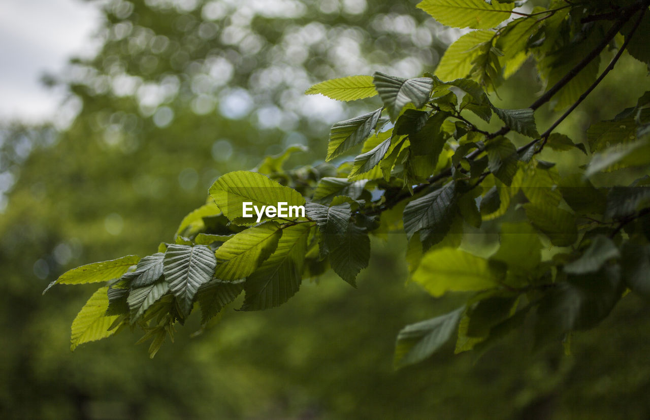 LOW ANGLE VIEW OF LEAVES ON BRANCH