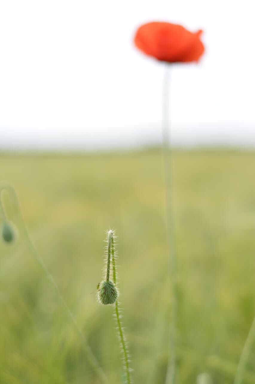 CLOSE-UP OF LEAF ON GRASSY FIELD