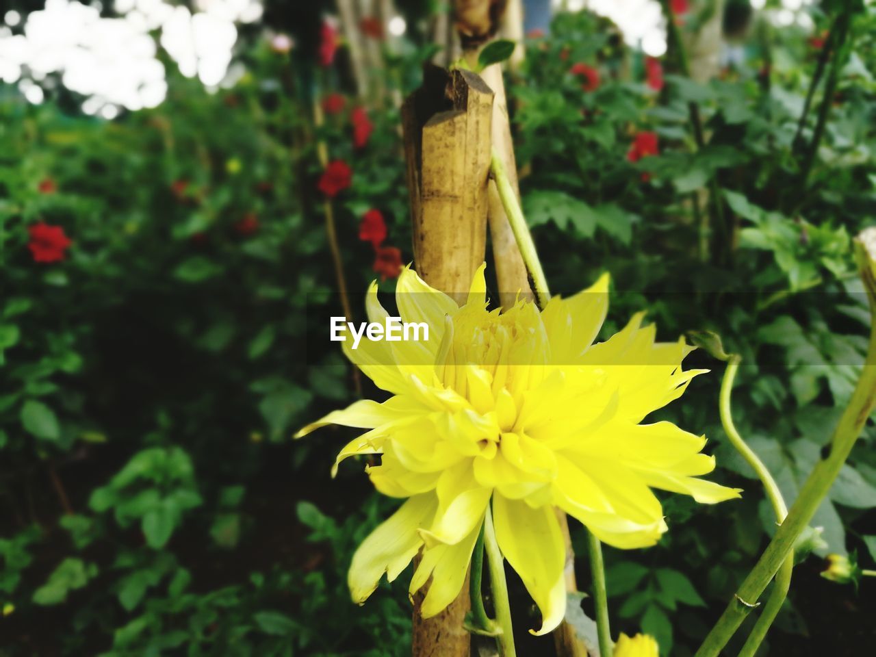 CLOSE-UP OF YELLOW ROSE FLOWER