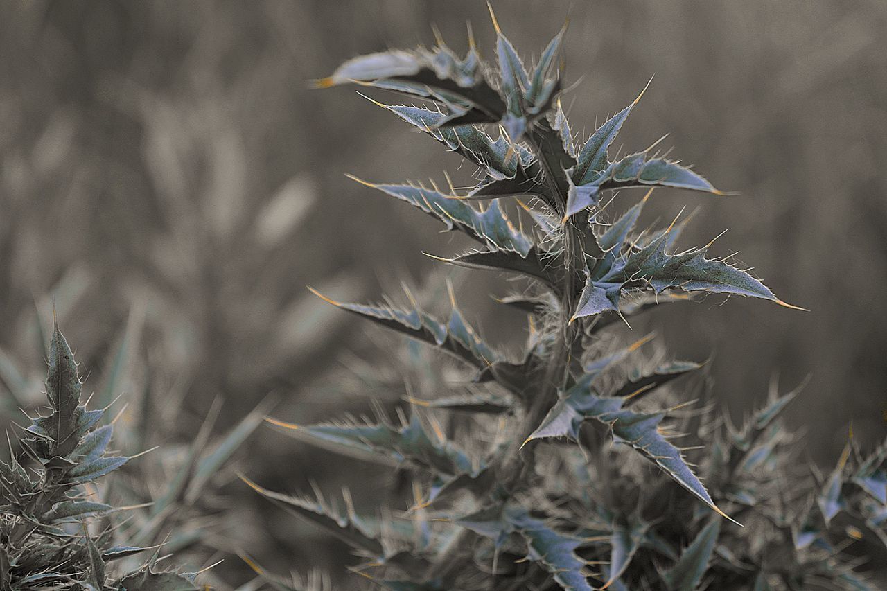 Close-up of flower plant