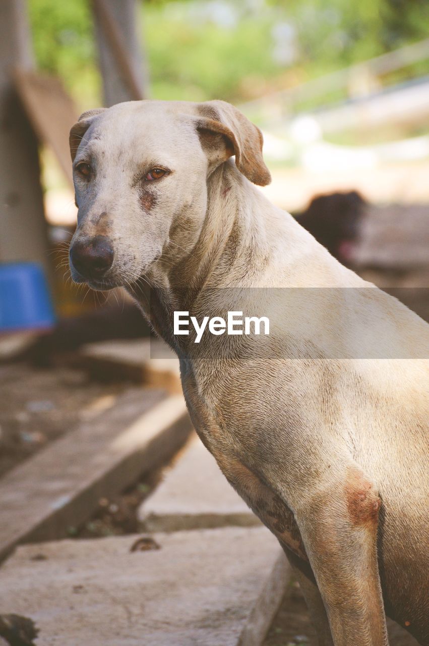 CLOSE-UP OF DOG LOOKING AT CAMERA