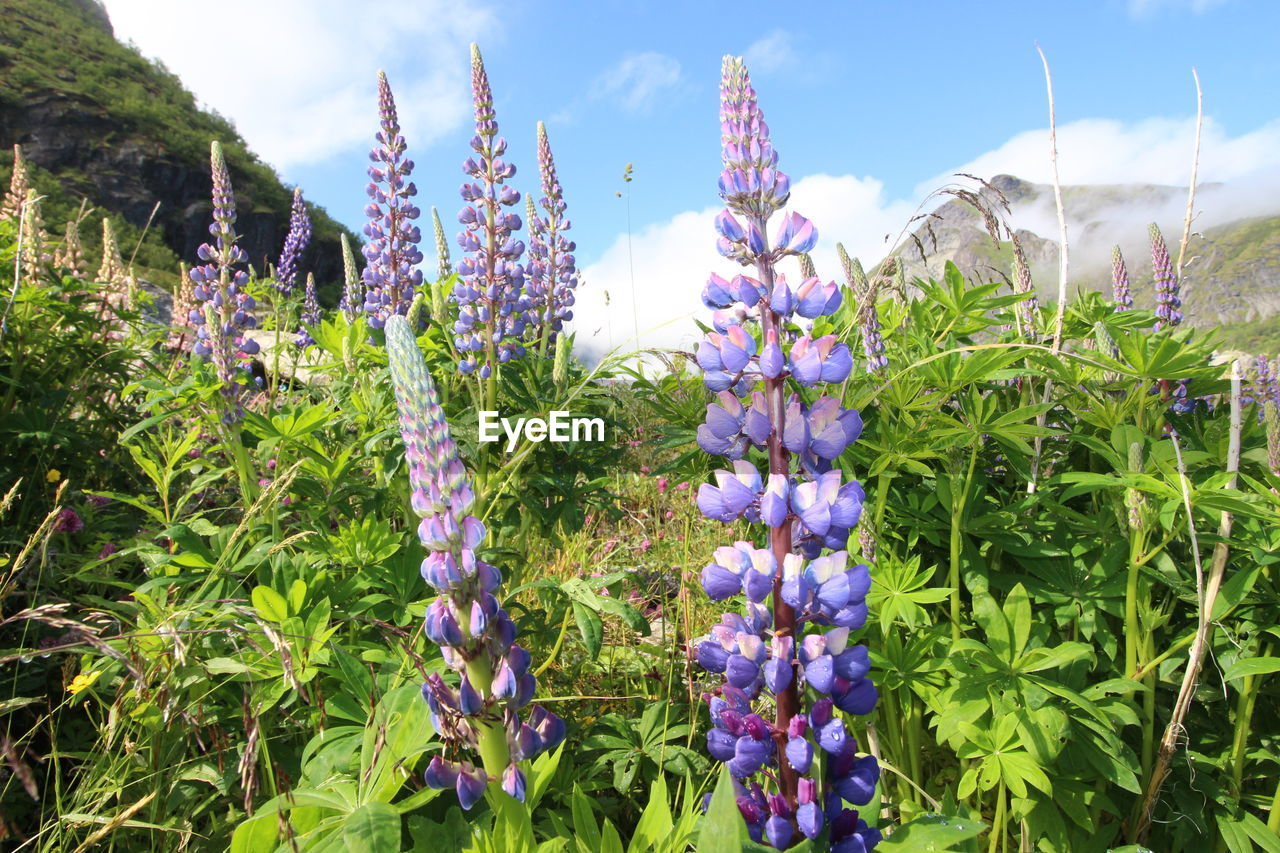 CLOSE-UP OF PURPLE FLOWERING PLANTS ON FIELD