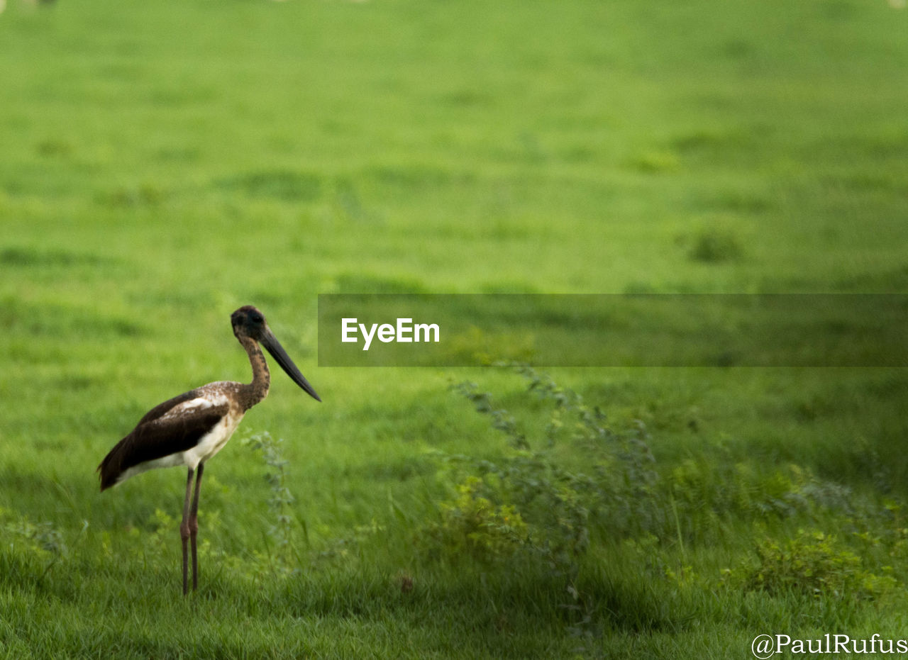 BIRDS ON FIELD
