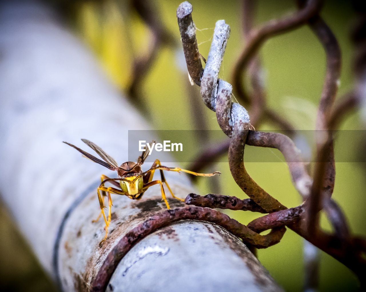 Close-up of insect on metal