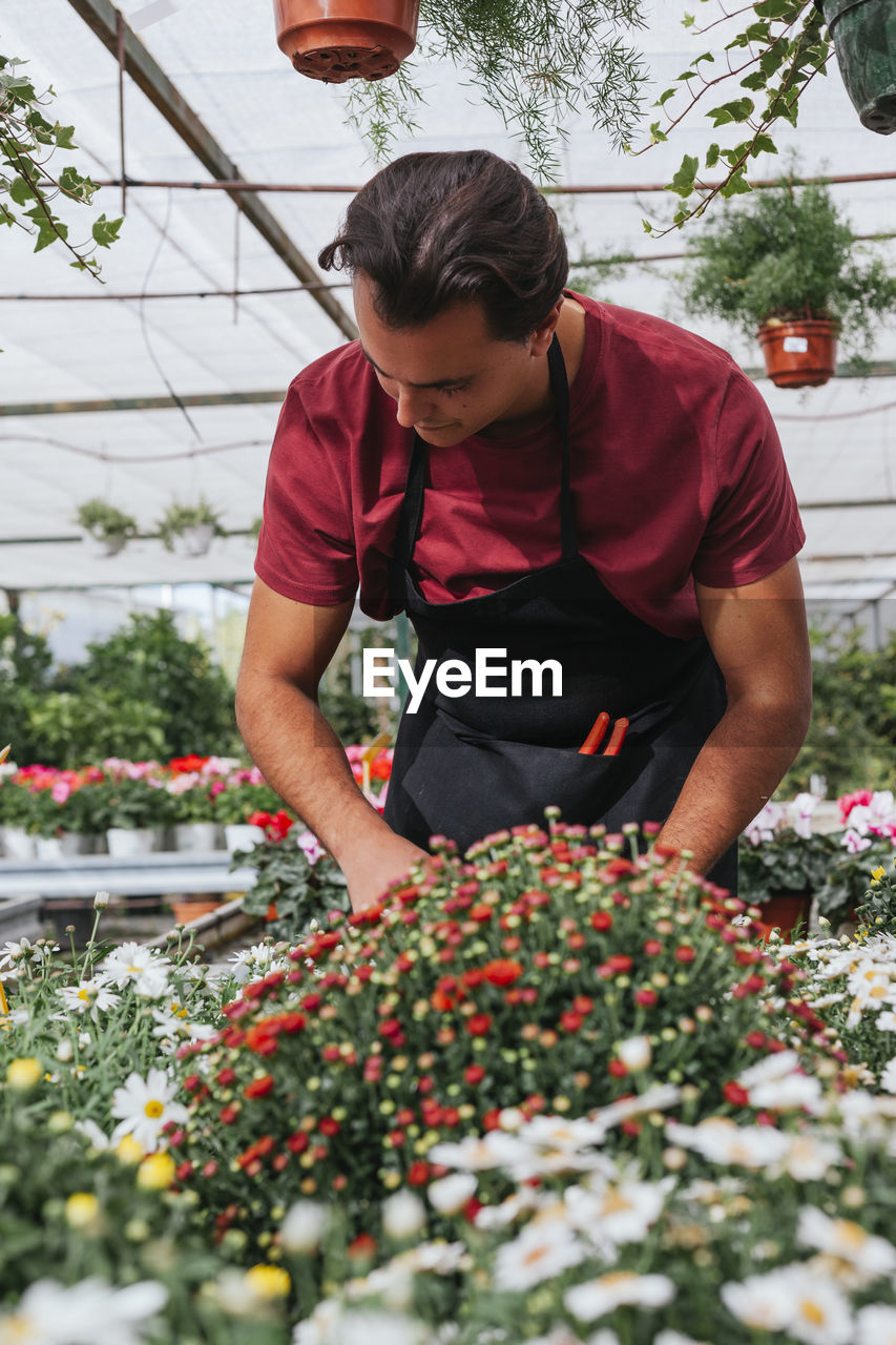Male gardener in apron caring for red tagetes erecta flowers while working in greenhouse