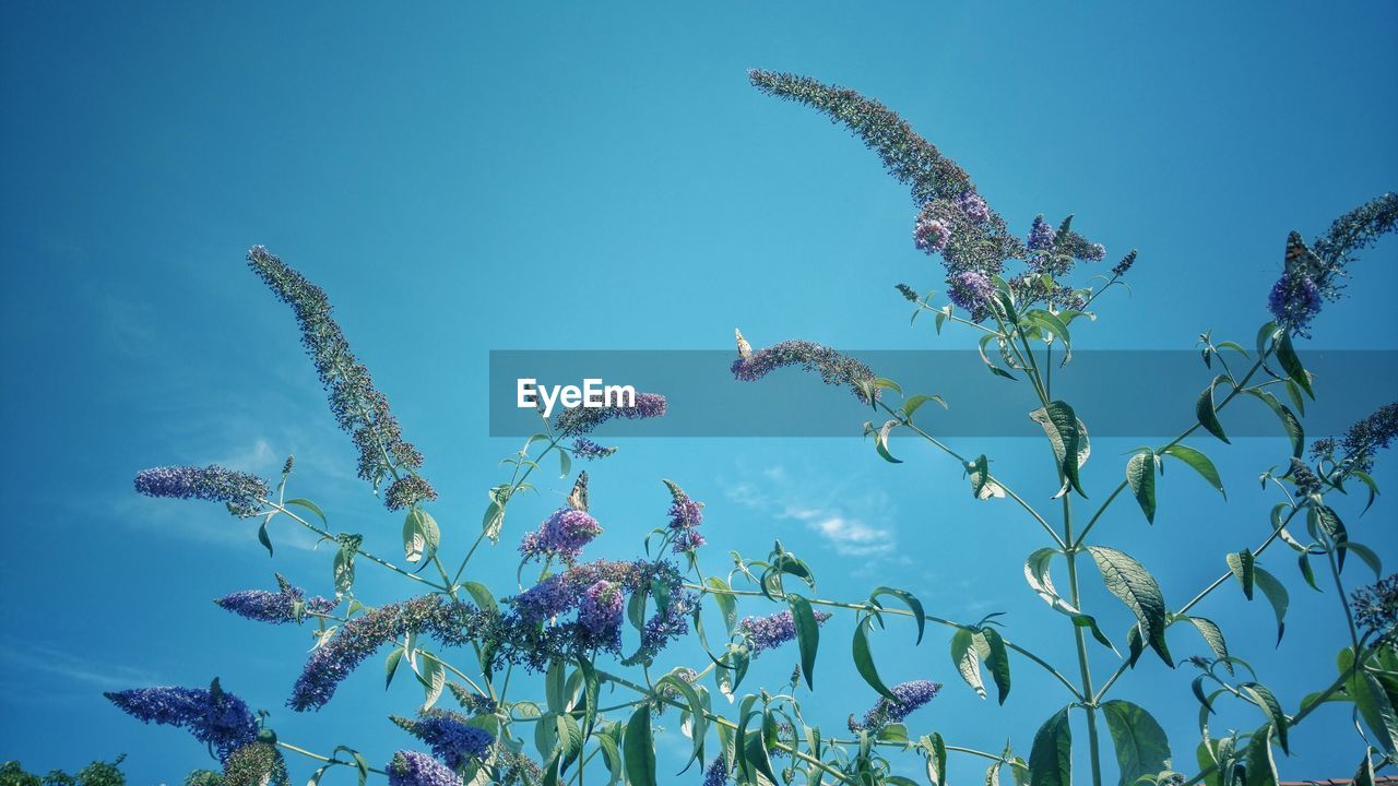 LOW ANGLE VIEW OF FLOWERING PLANTS AGAINST SKY