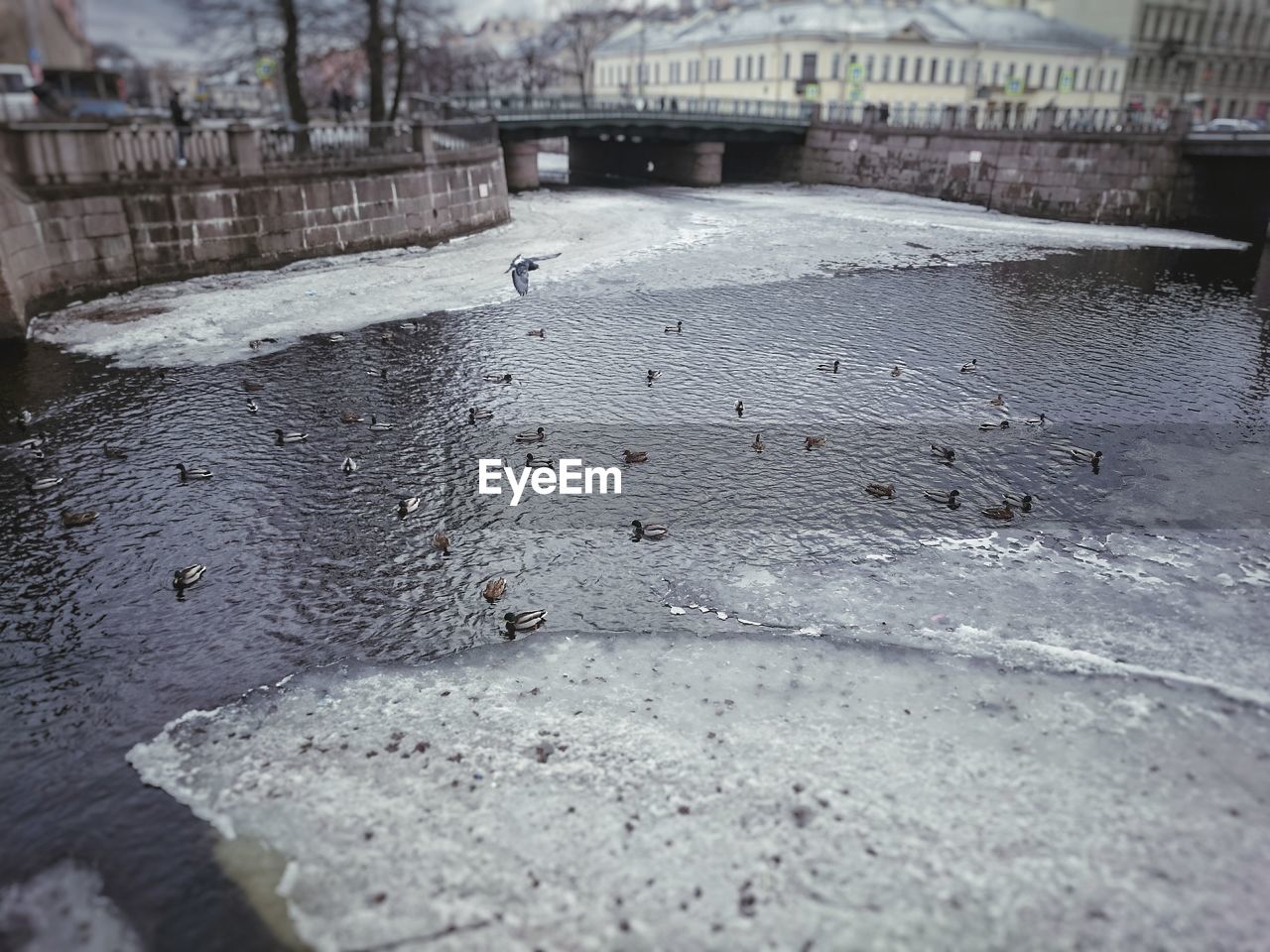 CLOSE-UP OF BIRD BY RIVER