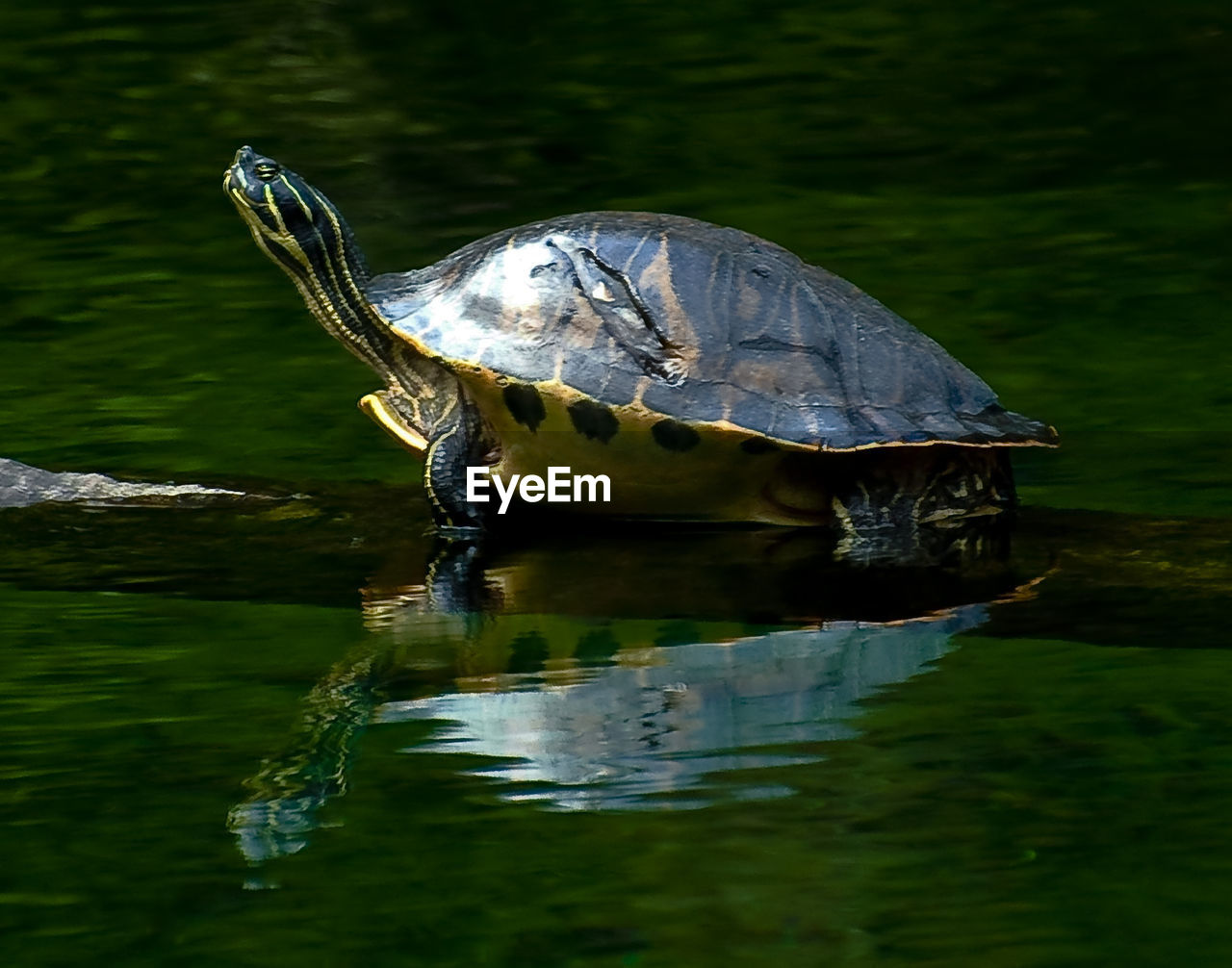 Reflection of turtle in water