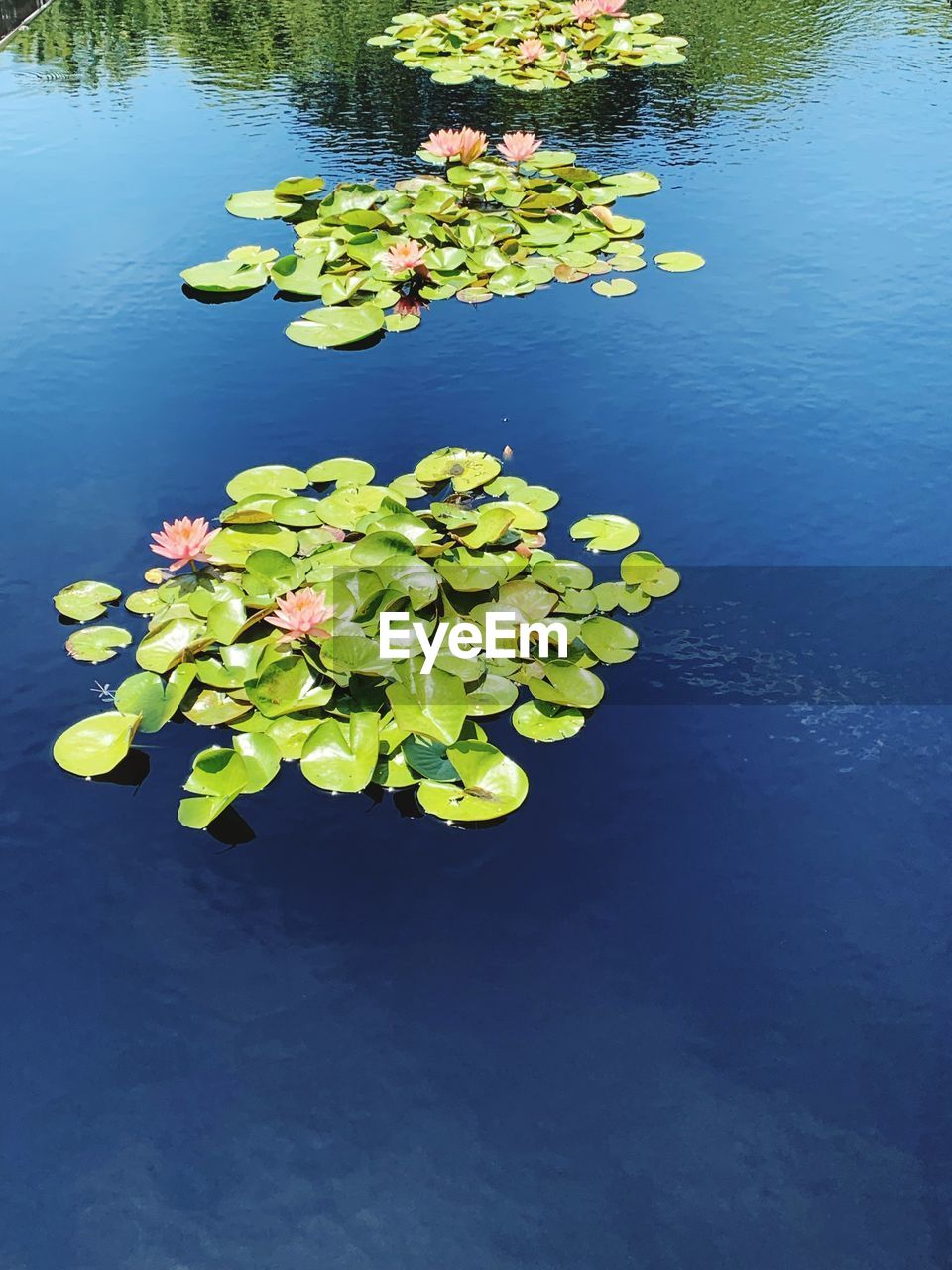HIGH ANGLE VIEW OF WATER LILIES FLOATING ON LAKE