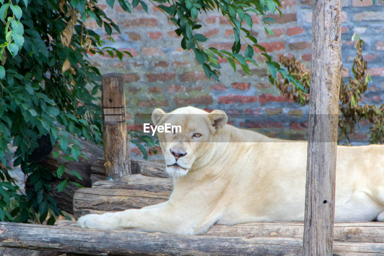 PORTRAIT OF A LION IN ZOO