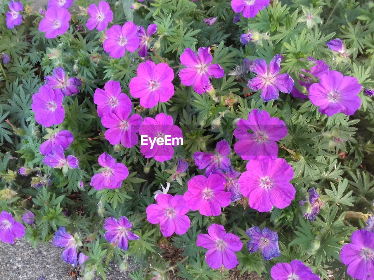 CLOSE-UP OF PURPLE FLOWERING PLANTS ON FIELD