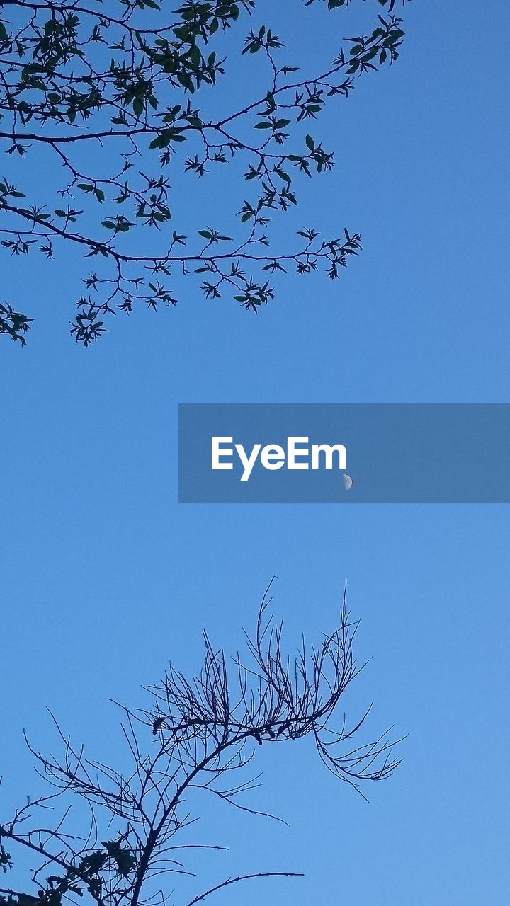 Low angle view of bare trees against clear blue sky