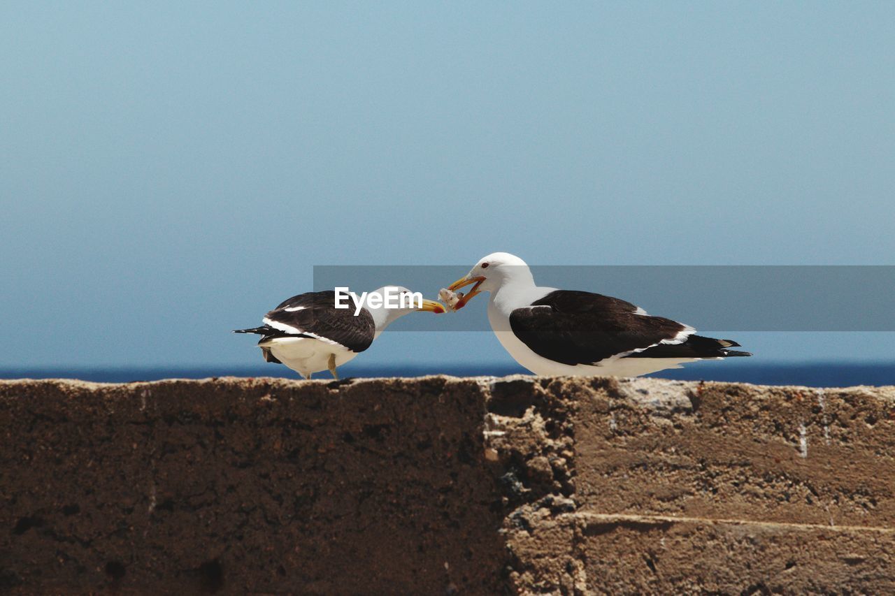 Low angle view of seagulls perching on the wall