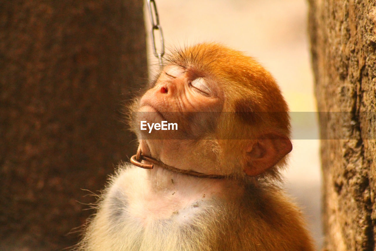 Close-up of monkey in captivity