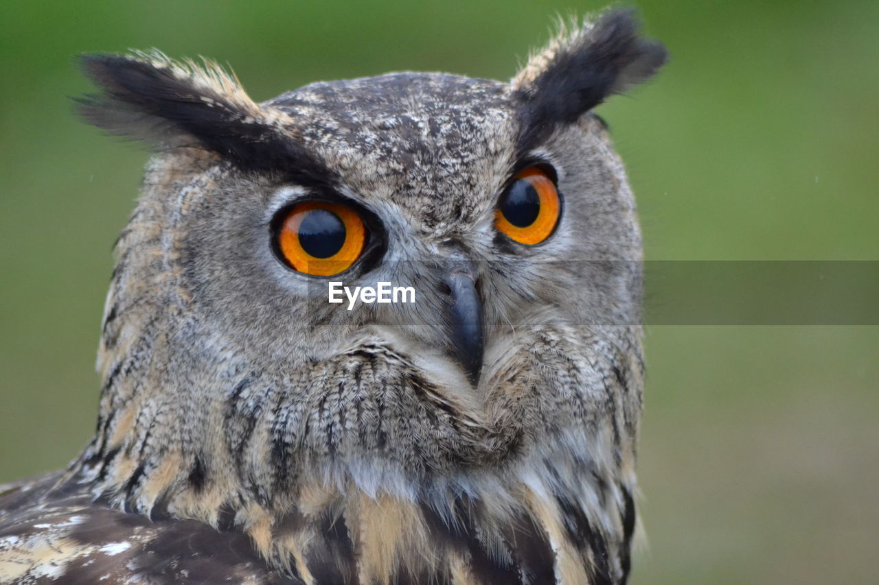 Close-up portrait of eagle owl