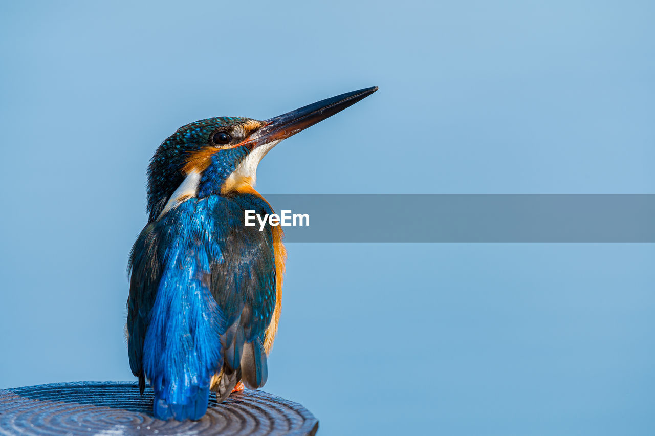 Blue bird on a blue sky