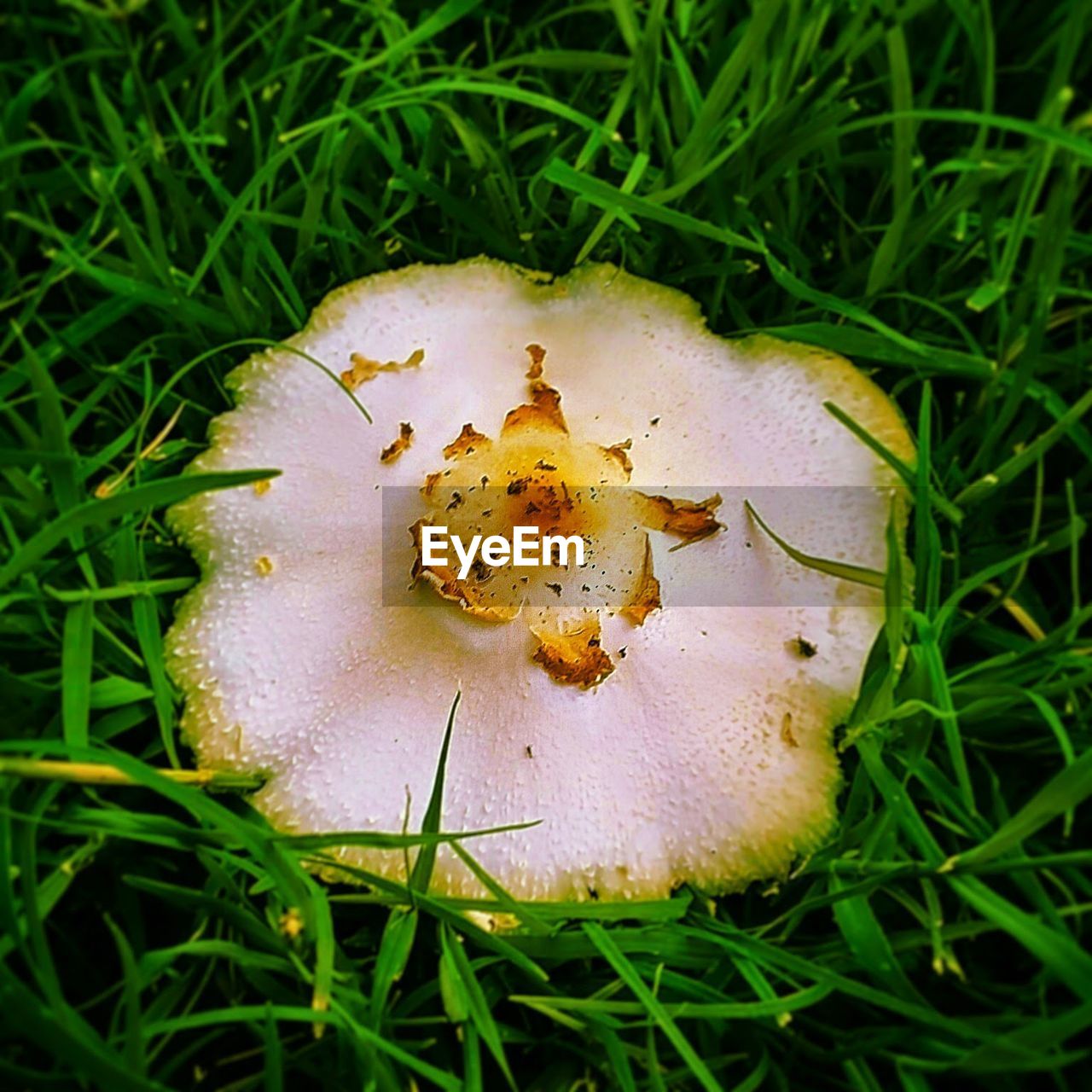 CLOSE-UP OF MUSHROOMS ON GRASSY FIELD