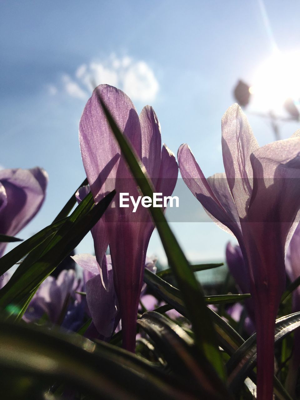 Close-up of pink flowering plant against sky