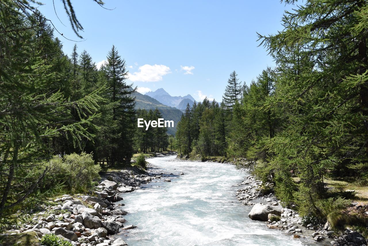 River amidst trees in forest against sky