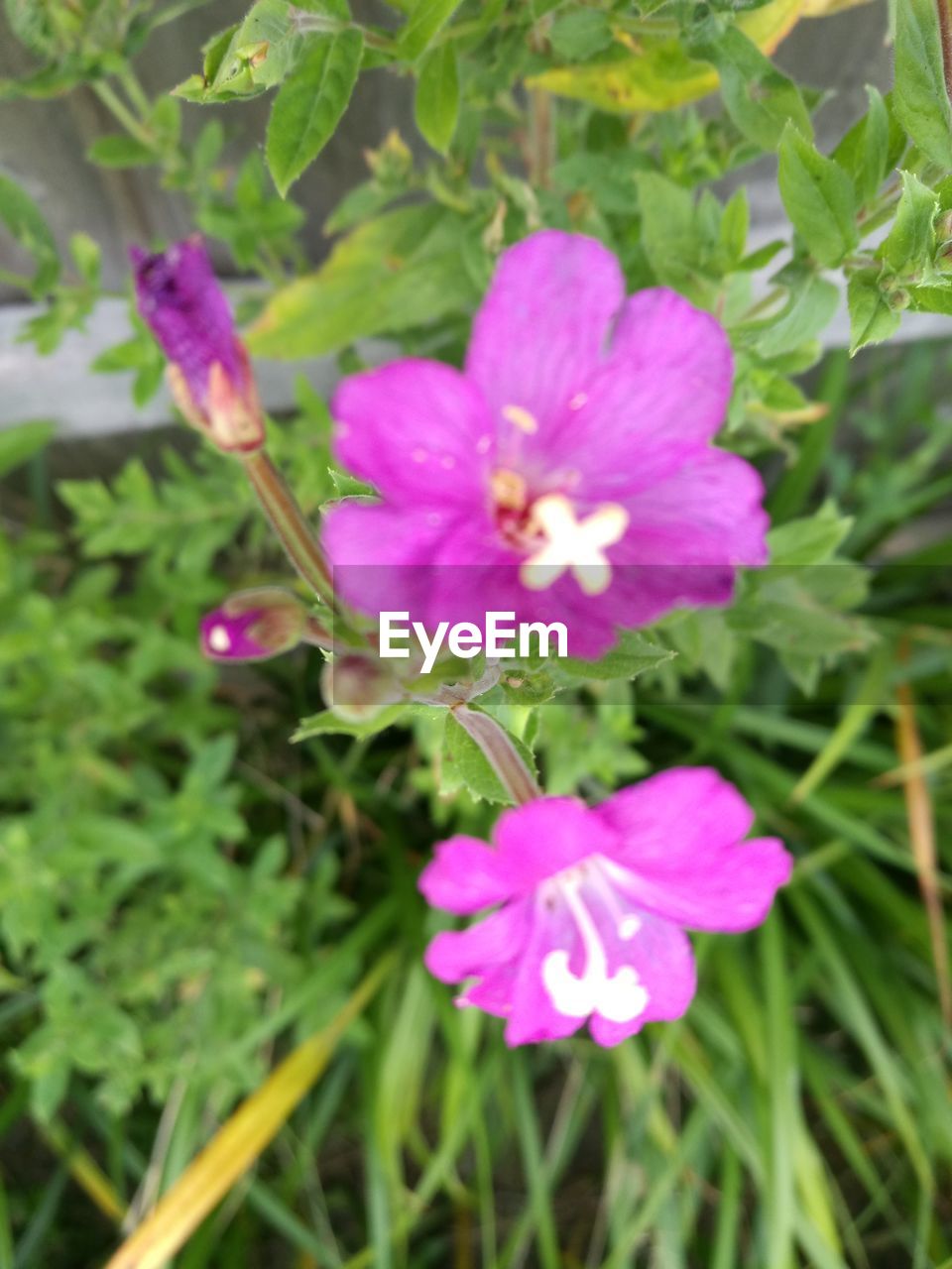 CLOSE-UP OF PINK FLOWERS BLOOMING IN SPRING