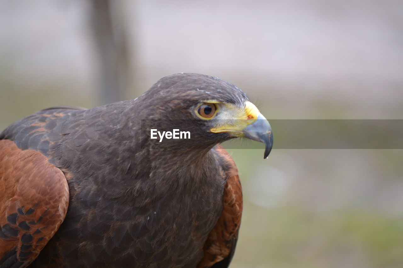 CLOSE-UP OF A EAGLE