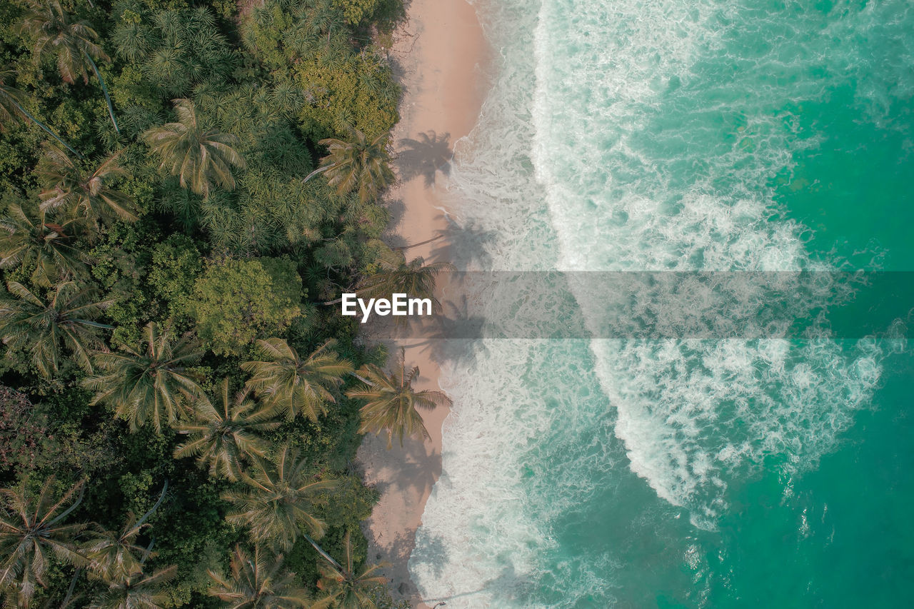 Aerial view of palm trees at beach