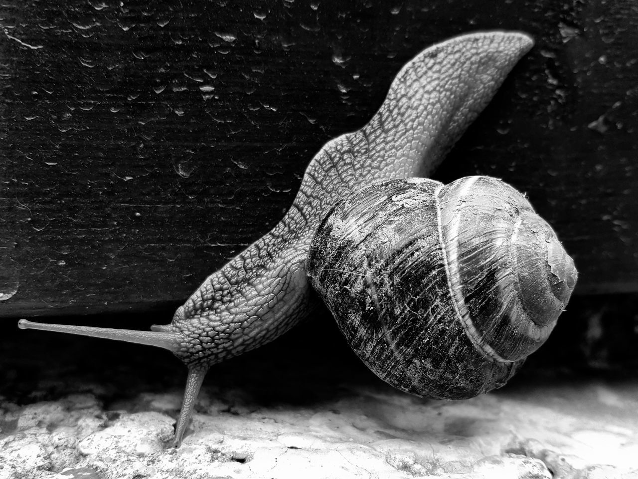 Snail on wood