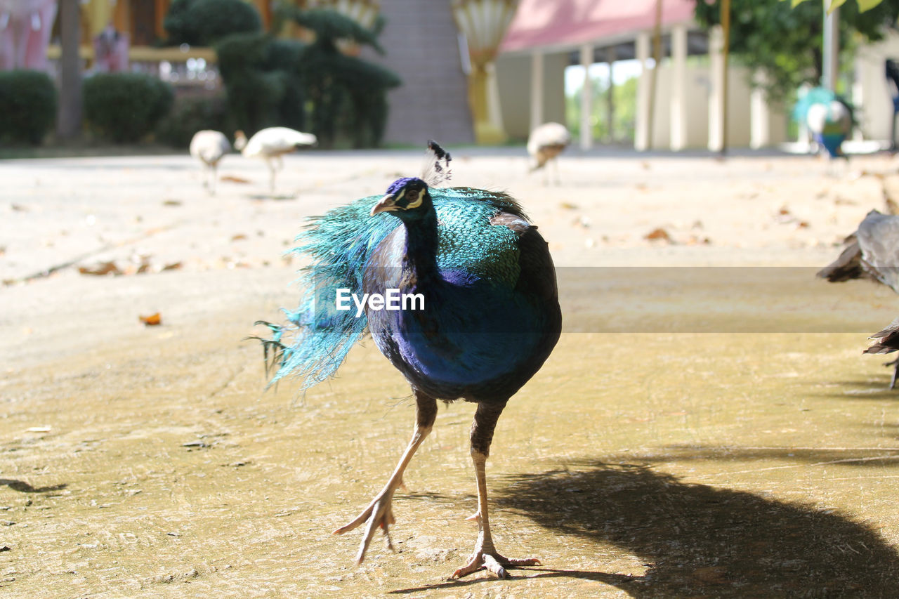 CLOSE-UP OF A BIRD ON THE BEACH