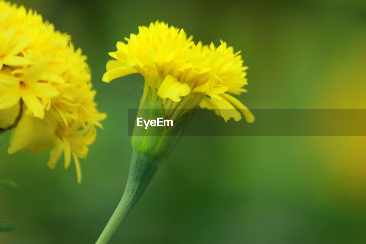 CLOSE-UP OF YELLOW FLOWERS