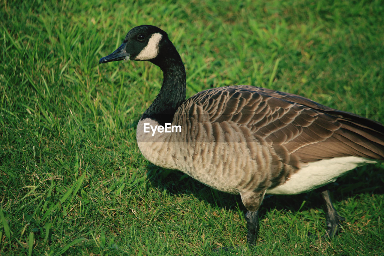 BIRD IN A FIELD