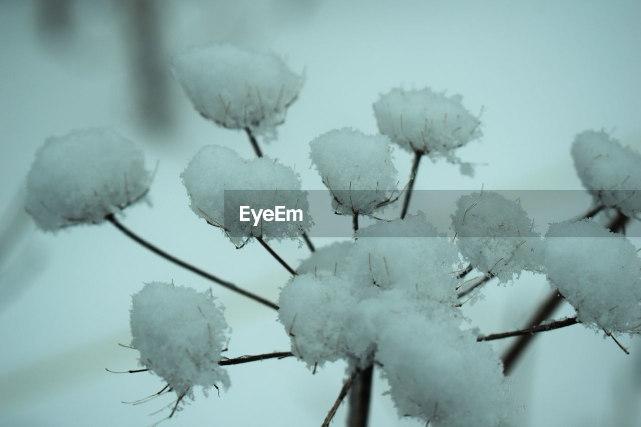 CLOSE-UP OF FROZEN PLANTS