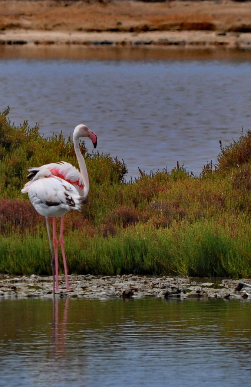 Bird in calm lake