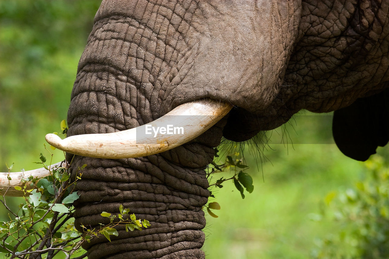 Elephant eating leaves, kruger national park