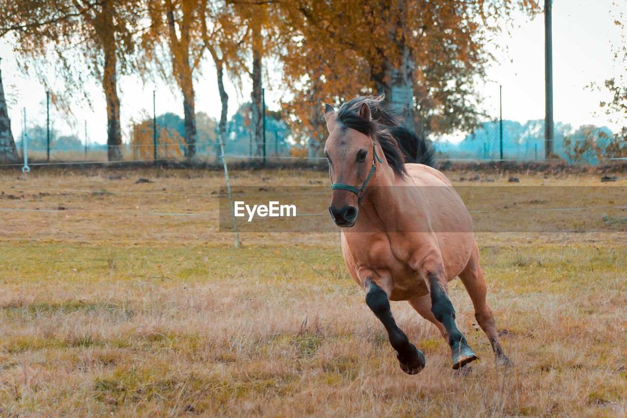 Horse running on field