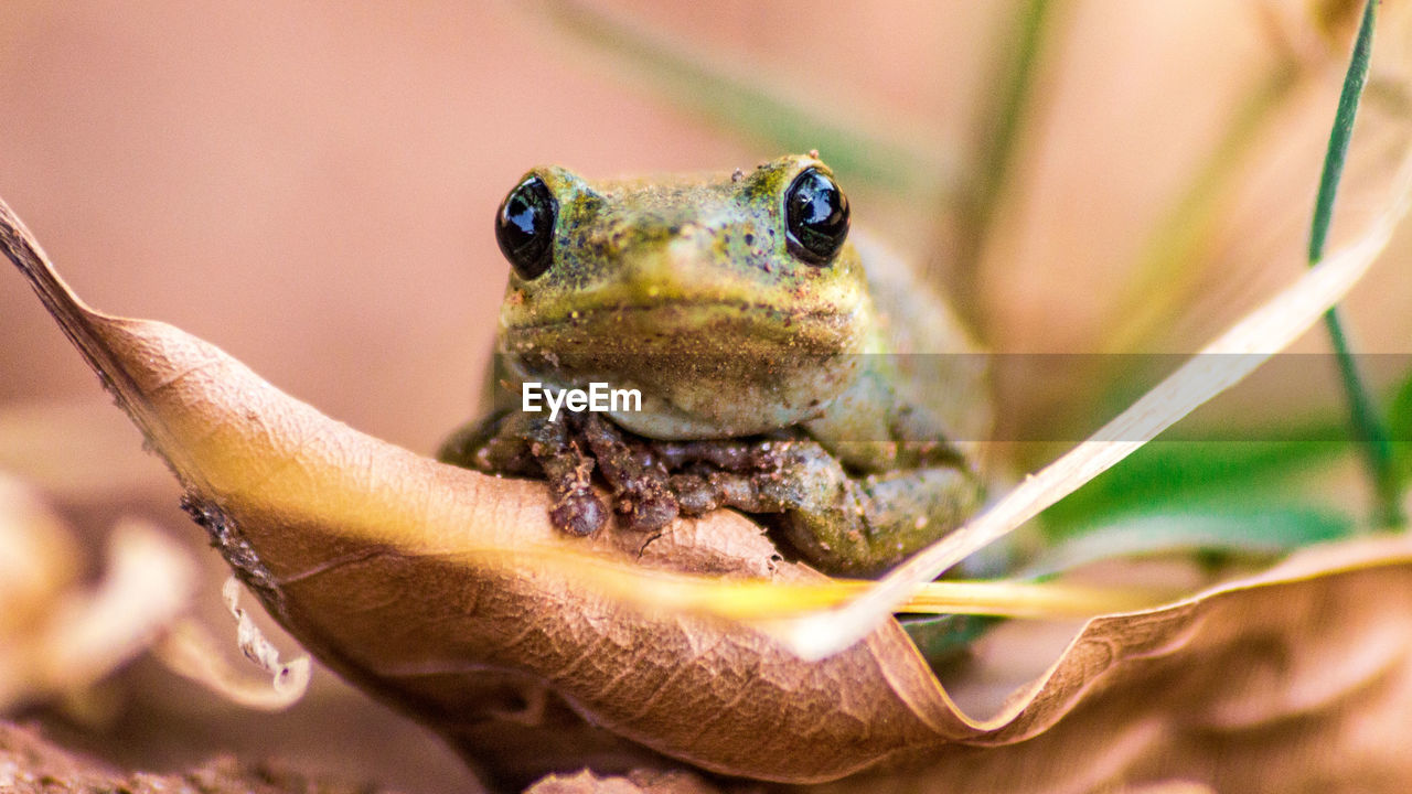 Close-up of frog