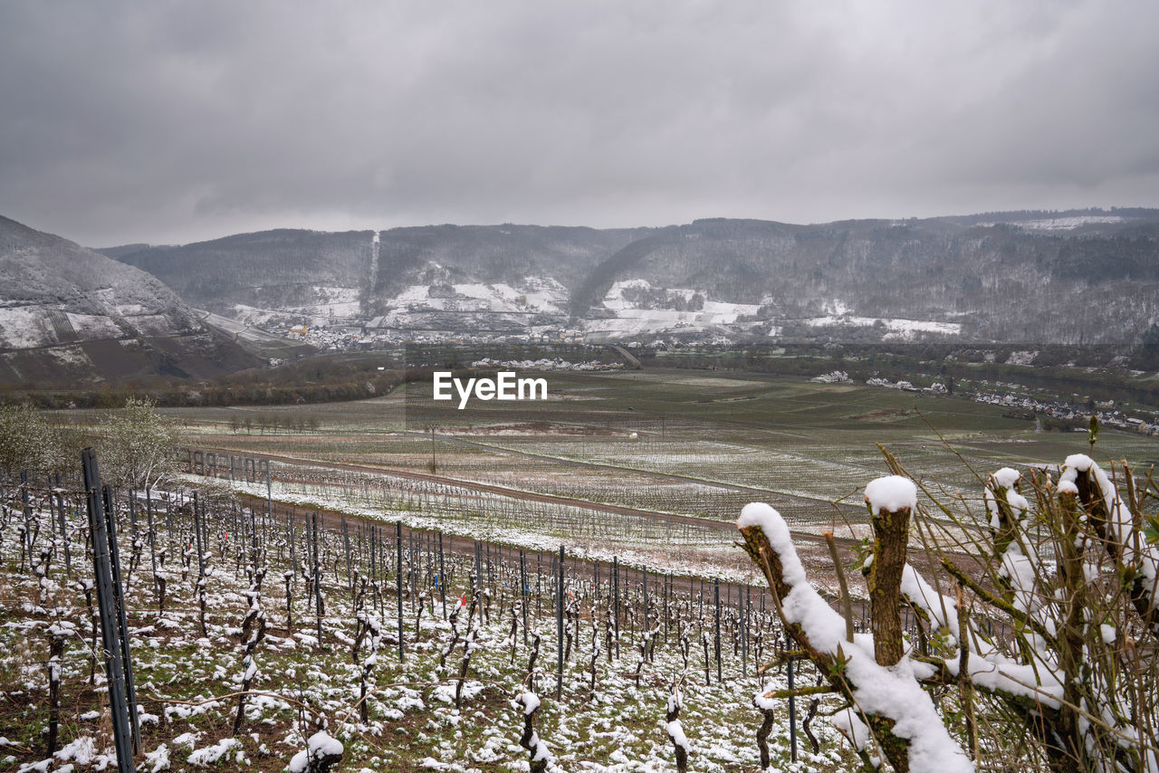 Vinyard at wintertime with snow, moselle, germany