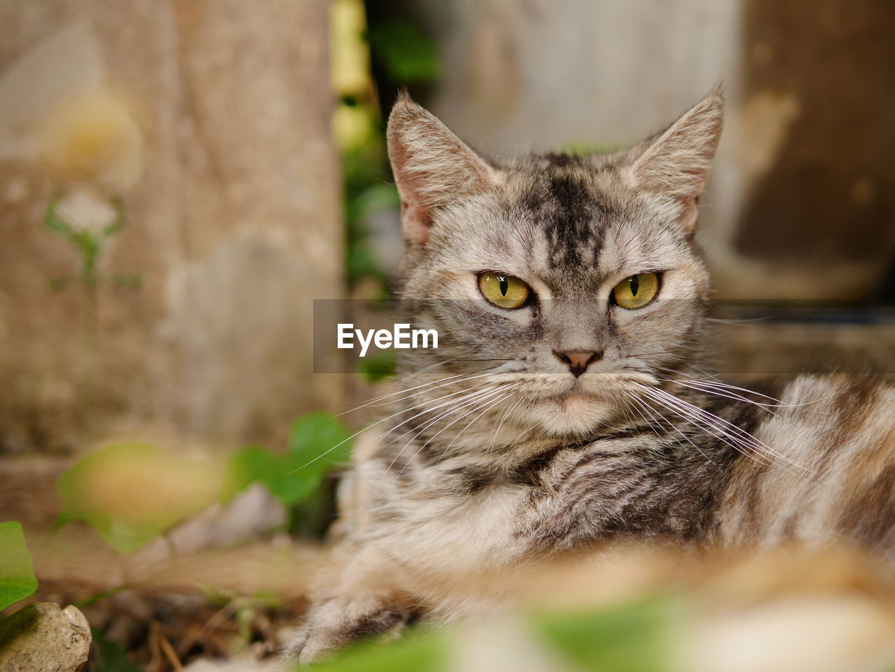 Close-up portrait of tabby cat