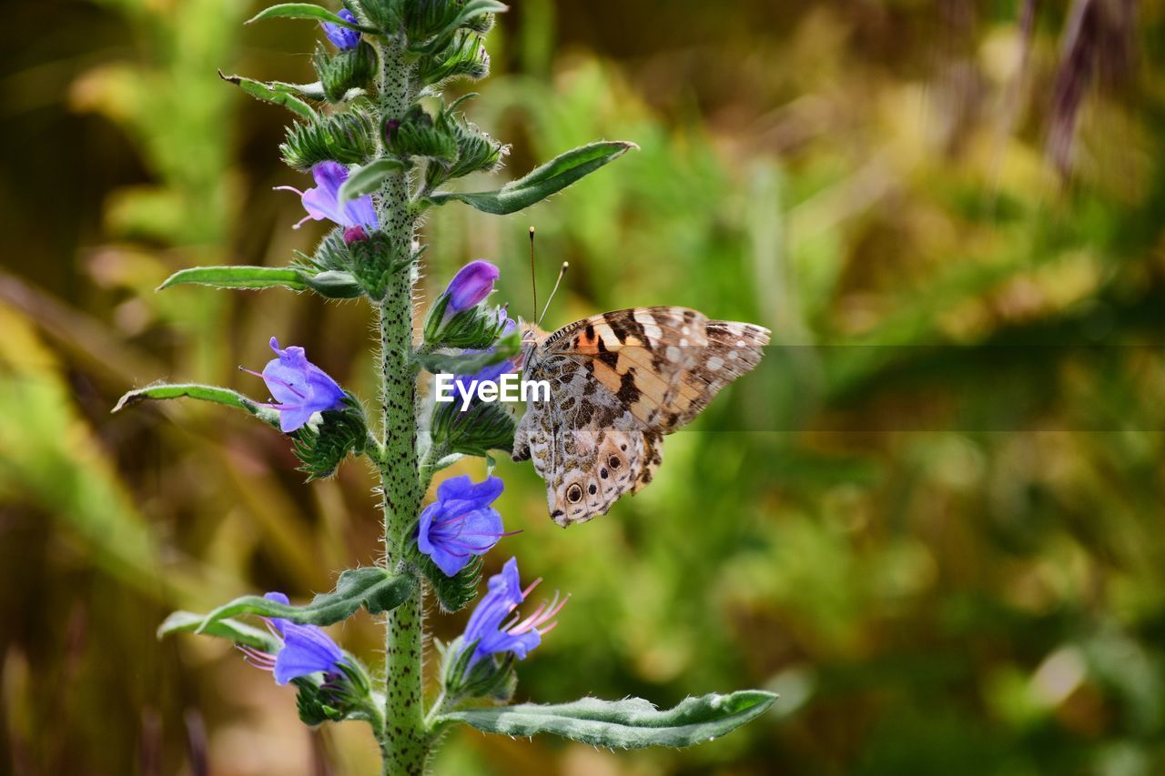 CLOSE-UP OF BUTTERFLY POLLINATING ON FLOWER