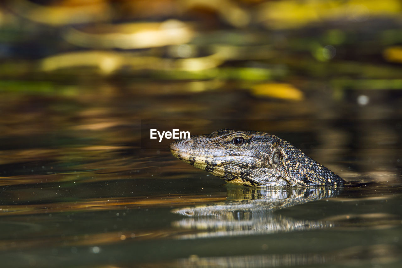 CLOSE-UP OF CROCODILE IN LAKE